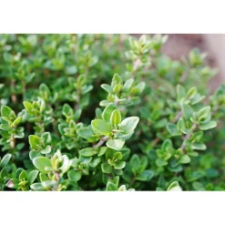 WELEDA Bio Tijmsiroop Bio 200 ml