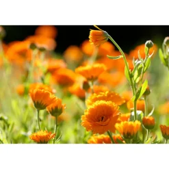 WELEDA Calendula Zalf/ Pommade 25 gr