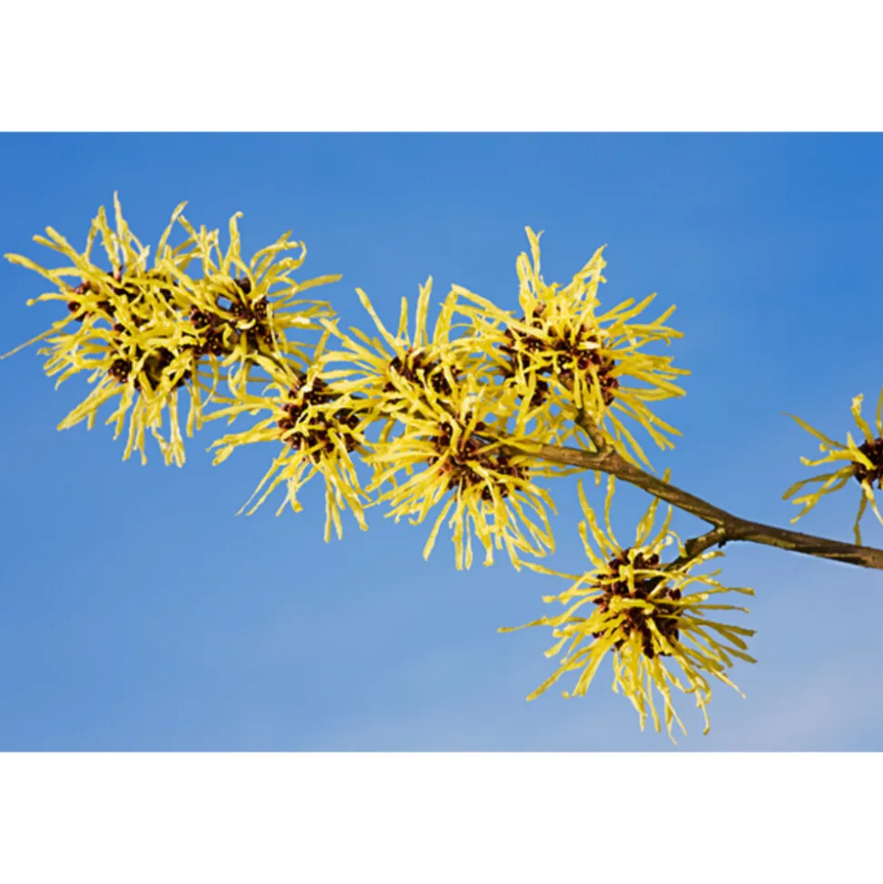 WELEDA 24h Roll-On Deodorant Men 50 ml