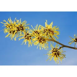 WELEDA Hamamelis Reinigingsolie & Make-up Remover 150 ml