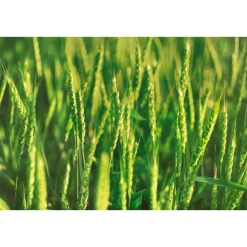 WELEDA Haver Regenererende Conditioner 200 ml