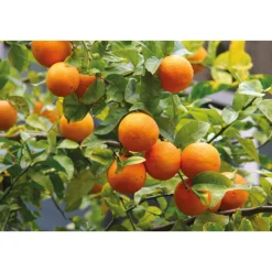 WELEDA Kids 2in1 Shampoo & Body Wash Blije Sinaasappel 150 ml