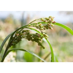 WELEDA Pluimgierst Milde Shampoo 190 ml