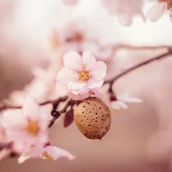 WELEDA Sensitive Herstellende Gezichtsolie 50 ml