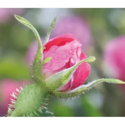 WELEDA Wilde Rozen & Witte Thee Vitaliserende Dagcrème 40 ml