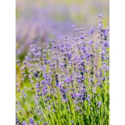 WELEDA Zuiverende Room Spray Relax 50 ml