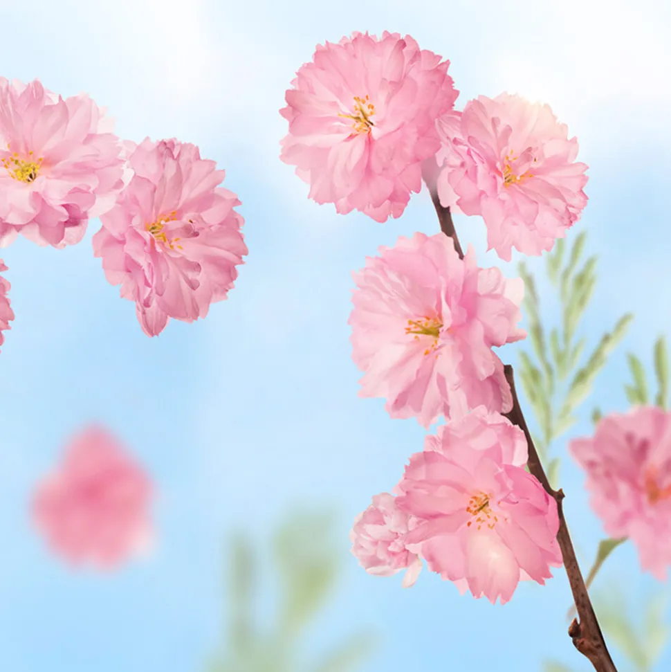 6x Kneipp Badkristallen Favourite Time Cherry Blossom 600 gr