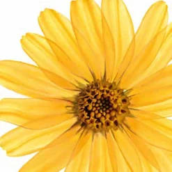 6x Kneipp Badolie Arnica Active 100 ml