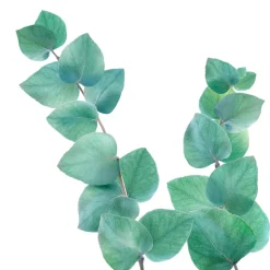 6x Kneipp Badolie Refreshing Eucalyptus 100 ml