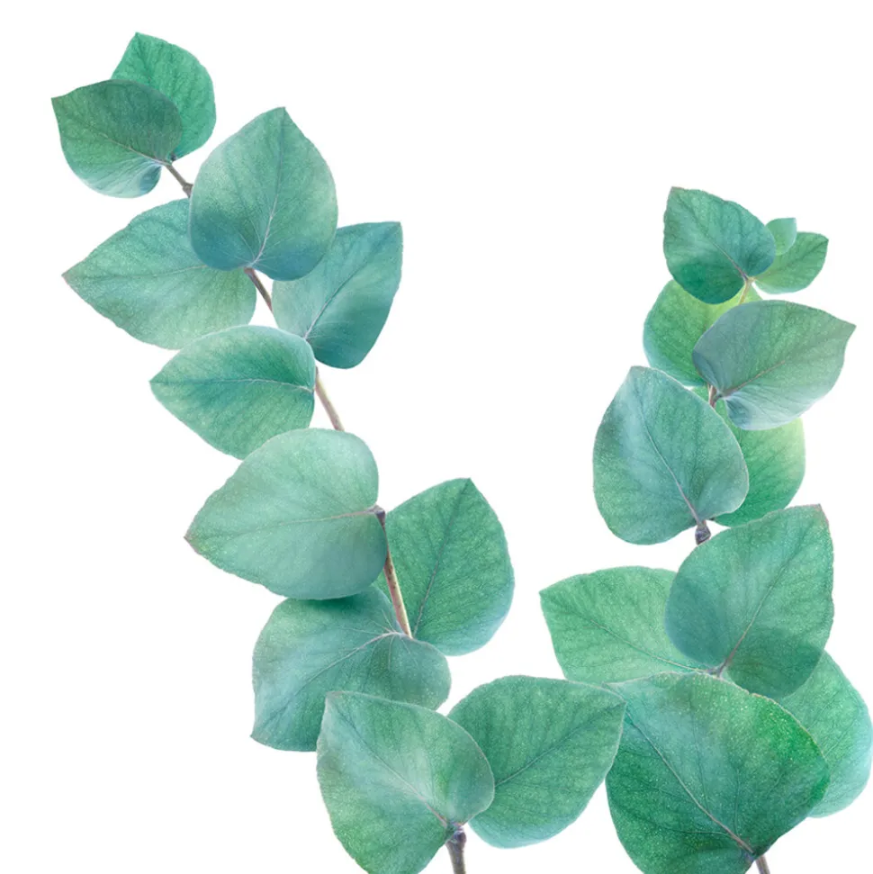 6x Kneipp Badolie Refreshing Eucalyptus 100 ml