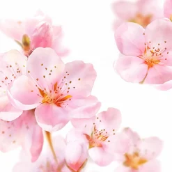 6x Kneipp Bodylotion Amandelbloesem 200 ml