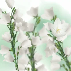 6x Kneipp Bodylotion Patchouli 200 ml