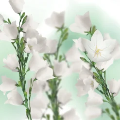 6x Kneipp Douche Foam Balancing 200 ml