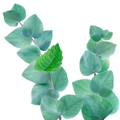 6x Kneipp Douche Foam Refreshing Mint Eucalyptus 200 ml