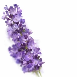 6x Kneipp Massageolie Lavendel 100 ml