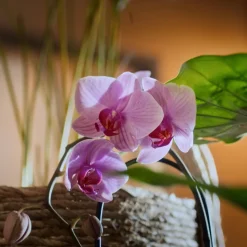 6x Sence Of Wellness Badkristallen Sleep 600 gr