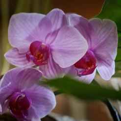 6x Sence Of Wellness Release Gezichtsmasker Time To De-Stress 23 ml