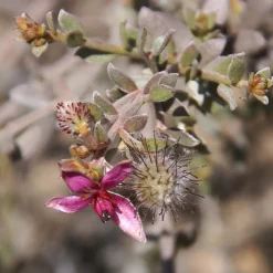 4x WELEDA Tandpasta Ratanhia 75 ml