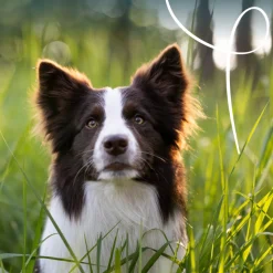 12x Yarrah Bio Hondenvoer Paté Kip & Kalkoen 150 gr