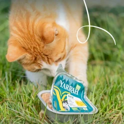 Yarrah Bio Alu Paté Grainfree Kattenvoer Nat Kip 100 gr