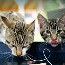 Yarrah Bio Kattenvoer Kip 85 gr